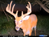 Whitetail buck on property