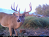 Whitetail buck photographed for two years - still alive
