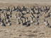 Canada geese feeding on property