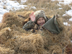 Beginning goose hunter in one of our layout blinds